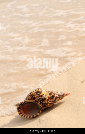 Seashell and ocean wave on sandy tropical beach Banque D'Images