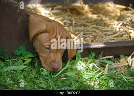 Stock photo d'une semaine 6 vieux chiot hongrois Vizsla devint le chiot est une sieste dans son lit après les périodes de jeu Banque D'Images