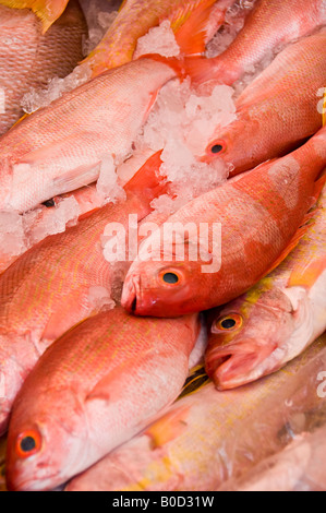 Le vivaneau rouge - poisson frais Huachinango en espagnol - conservés dans la glace pour la vente au stand à Puebla, au Mexique. Banque D'Images