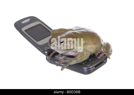 Dumpy grenouille d'arbre pour faire un appel sur téléphone cellulaire isolé sur fond blanc Banque D'Images