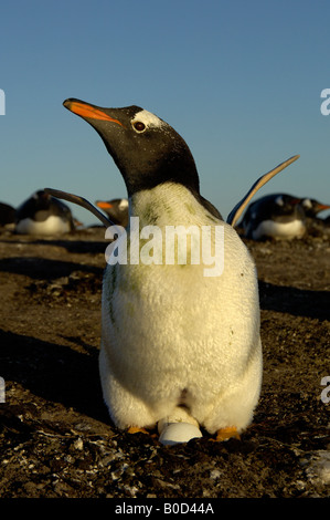 Gentoo pingouin Pygoscelis papua Iles Falkland se tenait sur son nid avec deux oeufs palmes soulevées Banque D'Images