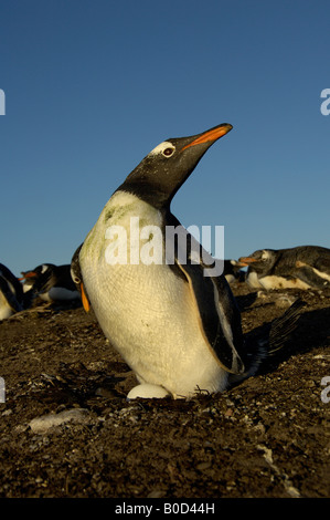 Gentoo pingouin Pygoscelis papua Iles Falkland se tenait sur son nid en bordure de la colonie Banque D'Images