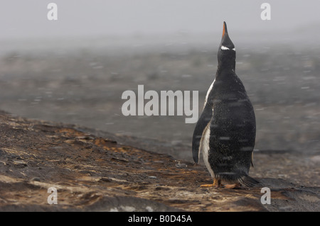 Gentoo pingouin Pygoscelis papua Iles Falkland se tenait debout appeler pendant une tempête de neige Banque D'Images