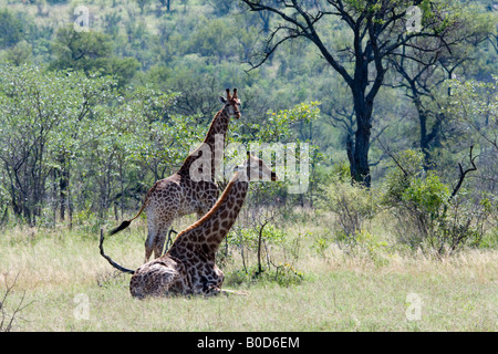 Les Girafes se reposant dans le bushveld Mopane, Kruger NP Banque D'Images