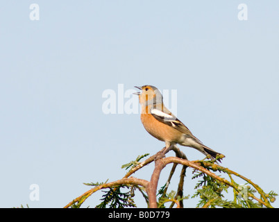 Chaffinch mâle chantant (Fringilla coelebs) au Royaume-Uni Banque D'Images