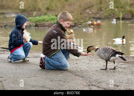 Deux jeunes garçons nourrir les oies Slimbridge WWT Gloustershire - Hawaiian Goose - Nene Banque D'Images