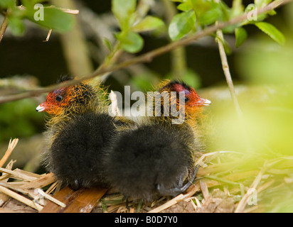 Gros plan sur une paire de petits cottes (Fulica atra) au nid au printemps Banque D'Images