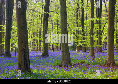 Woodlands de Micheldever Bluebell Wood Hampshire Angleterre Banque D'Images