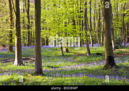 Woodlands de Micheldever Bluebell Wood Hampshire Angleterre Banque D'Images