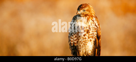 Les jeunes Red-Tailed Hawk, Bassin Klamath National Wildlife Refuge en automne ( Automne ), en Californie Banque D'Images