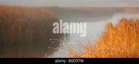 Les roseaux et les quenouilles, Bassin Klamath National Wildlife Refuge en automne ( Automne ), en Californie Banque D'Images