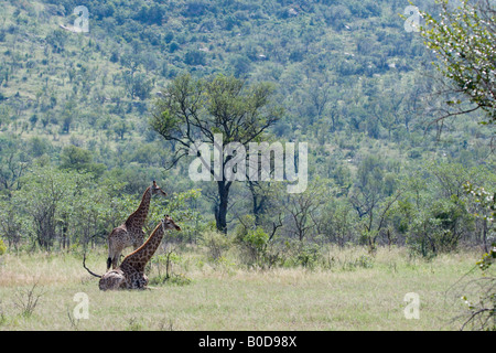 Les Girafes se reposant dans le bushveld Mopane, Kruger NP Banque D'Images