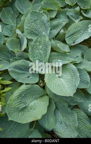 Bleu vert feuillage de Hosta sieboldiana var. elegans Banque D'Images