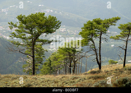 Pins sur le sommet du mont Faito monte dans la Voie Lactée, Montagnes, Italie Banque D'Images