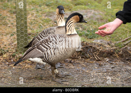 L'alimentation à la main de femme neiges Slimbridge WWT Gloustershire - Hawaiian Goose - Nene Banque D'Images