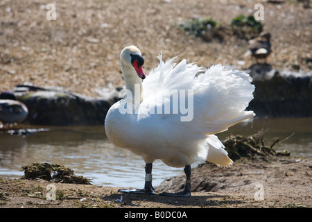 De perdre des plumes et en colère à swan Abbotsbury swannery, Dorset, UK Banque D'Images