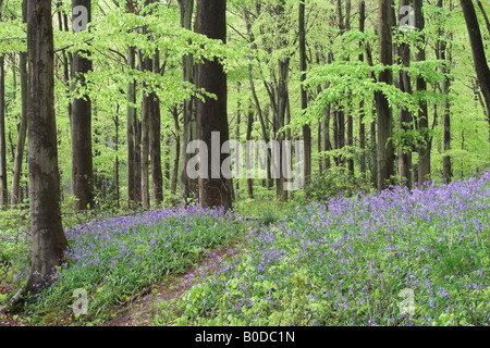 Un chemin parmi les cloches à fleurs - jacinthoides non scripta dans West Woods bluebell Wood, près de Marlborough, Wiltshire, Angleterre, Royaume-Uni Banque D'Images