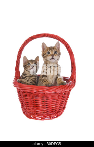 Deux chatons Bengal en rouge panier de vacances isolé sur fond blanc Banque D'Images