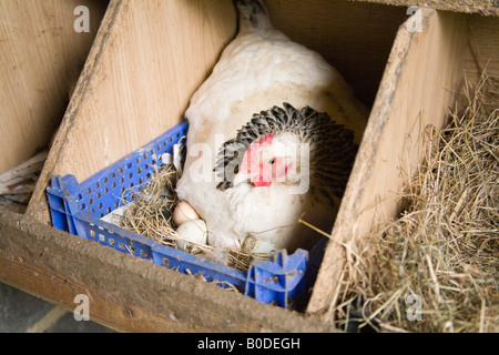 Poulet rôti sur les œufs et boîte à œufs Hattingley Hampshire Angleterre Banque D'Images