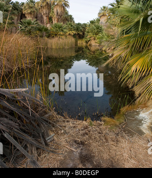 Oasis de calme et de palmiers de la Californie entourent les eaux calmes de l'oasis situé sur la faille de San Andrea Banque D'Images