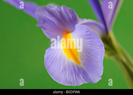 Fleur IRIS Banque D'Images