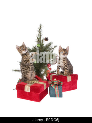 Deux chatons Bengal Noël sous l'arbre avec présente isolé sur fond blanc Banque D'Images