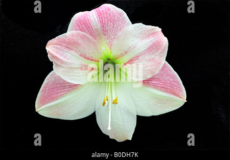 Amaryllis fleur sur fond noir, Warrington, Printemps 2008 Banque D'Images