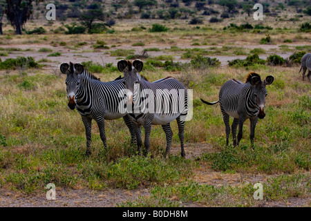 Le zèbre de Grevy, Hippotigris grevyi. GROUP Banque D'Images