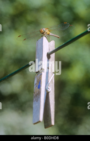 Dard commun Dragonfly (Sympetrum Striolatum) chiffons sur Peg Banque D'Images