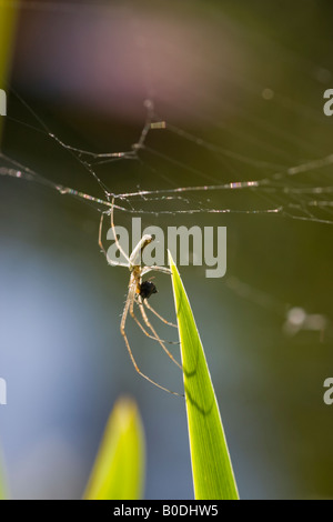 Assis sous un Spider web sur une feuille d'iris, à la tenue à l'araignée avec une jambe. Manger une proie. Banque D'Images