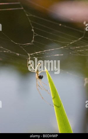 Assis sous un Spider web sur une feuille d'iris, à la tenue à l'araignée avec une jambe. Manger une proie. Banque D'Images