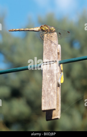 Dard commun Dragonfly (Sympetrum Striolatum) sur les vêtements Peg Banque D'Images
