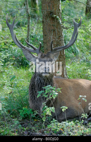 Cerf élaphe. Banque D'Images