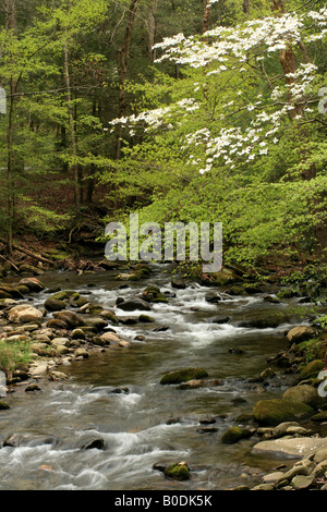 Flux de printemps avec fleurs de cornouiller dans Great Smoky Mountains National Park Banque D'Images