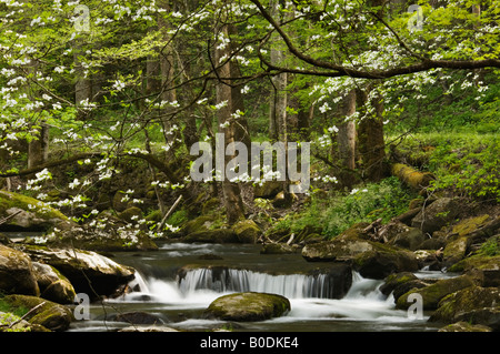 En fleurs de cornouiller sur la broche du milieu de la rivière Little à Tremont Great Smoky Mountains National Park Utah Banque D'Images