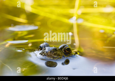 La tête d'un brun commun européen, la grenouille Rana temporaria coller à peine hors de l'eau Banque D'Images