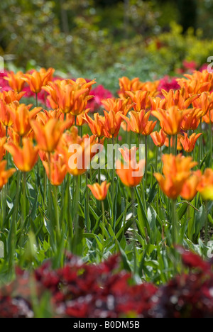 Tulipes orange en anglais Chalet jardin Banque D'Images