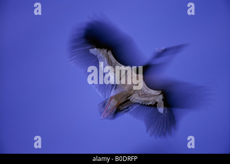 Magpie Goose Anseranas semipalmata volant à la tombée de la Parc National de Kakadu en Australie Territoire du Nord Banque D'Images