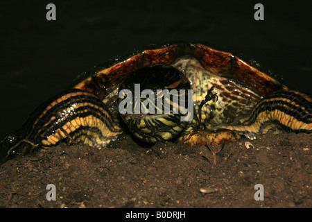 Tortue à aidée rouge, sci.name; Trachemys scripta, dans le parc naturel métropolitain, République du Panama. Banque D'Images