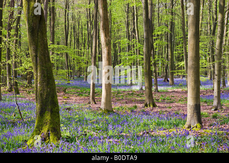 Woodlands de Micheldever Bluebell Wood Hampshire Angleterre Banque D'Images