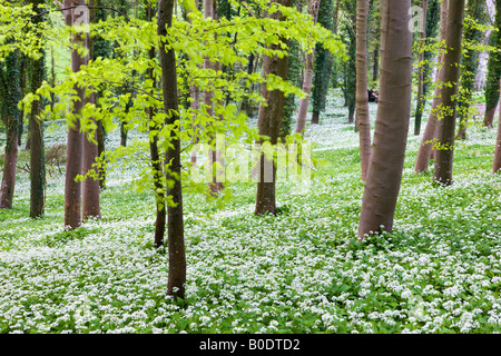 L'ail des ours (Allium ursinum) croissant dans un bois Winterbourne Abbas Dorset Angleterre Banque D'Images