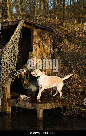 Labrador Retriever jaune Canard colvert apportant à la chasse au Chasseur aveugle Banque D'Images