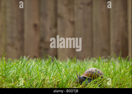 Un escargot se déplaçant à travers la pelouse Banque D'Images