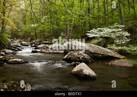 Le printemps, le cornouiller sur la broche du milieu de la rivière Little à Tremont Great Smoky Mountains National Park Utah Banque D'Images