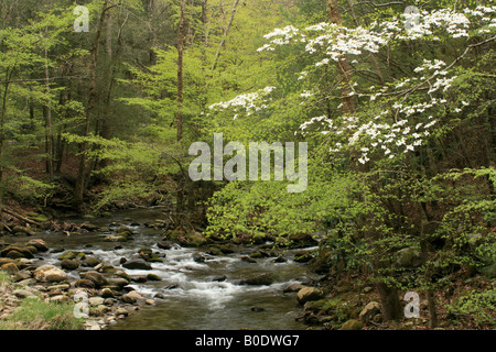 Flux de printemps avec fleurs de cornouiller dans Great Smoky Mountains National Park Banque D'Images