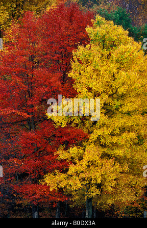 Détail d'arbres avec des feuilles d'automne jaune et rouge de la Virginie de l'Ouest Banque D'Images