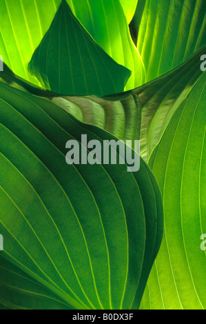 Hostas lames courbées Détail dans jardin Banque D'Images