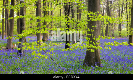 Woodlands de Micheldever Bluebell Wood Hampshire Angleterre Banque D'Images