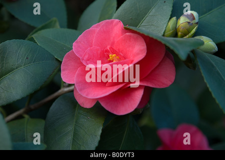 Camellia japonica Banque D'Images