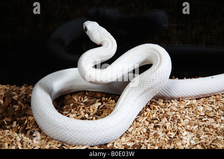 Black Eyed Leucistic Ball Python sur un terrain Banque D'Images